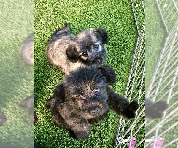 Medium Photo #29  Breeder Profile in LAKESIDE, CA, USA