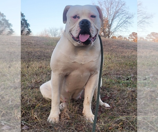 Medium Photo #6  Breeder Profile in JASPER, GA, USA