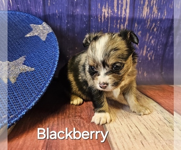 Medium Photo #2  Breeder Profile in HOMERVILLE, GA, USA