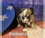 Small #1 Breeder Profile image