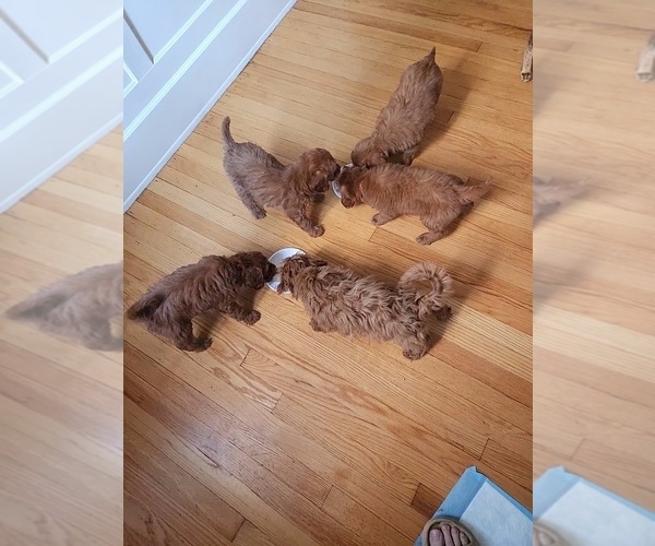 Medium Photo #29  Breeder Profile in GRAND RAPIDS, MI, USA