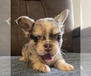 English Bulldog Dog Breeder near ESSEX, MD, USA