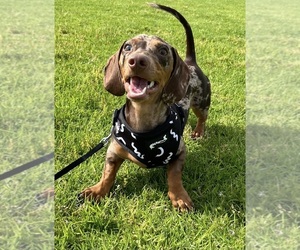 Dachshund Dog Breeder near LOS ANGELES, CA, USA