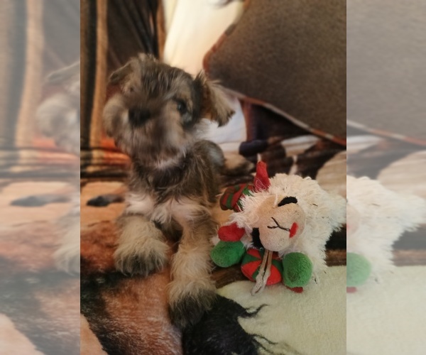 Medium Photo #2  Breeder Profile in AVONDALE, CO, USA