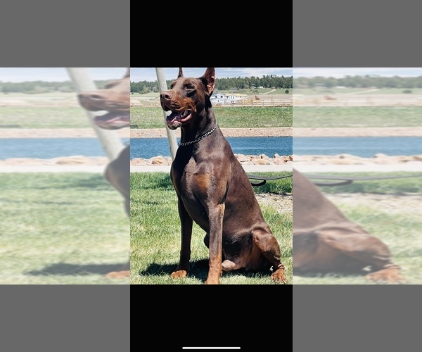 Medium Photo #3  Breeder Profile in COLORADO SPRINGS, CO, USA