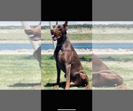 Small #2 Breeder Profile image