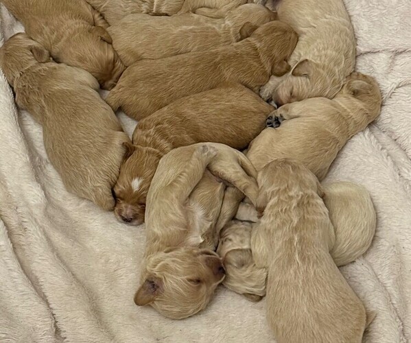 Medium Photo #3  Breeder Profile in SAINT AUGUSTINE, FL, USA