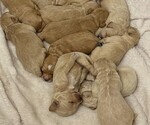 Small Photo #3  Breeder Profile in SAINT AUGUSTINE, FL, USA