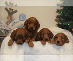 Small breeder photo