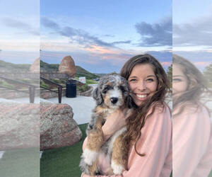 Medium Breeder Profile Photo