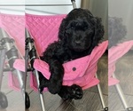 Small #1 Breeder Profile image