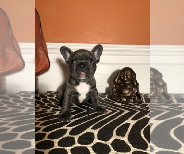 Medium Photo #1  Breeder Profile in ALAMEDA, CA, USA