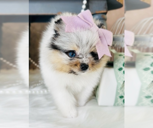 Medium Photo #27  Breeder Profile in BLANCHARD, OK, USA