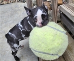 Small #18 Breeder Profile image