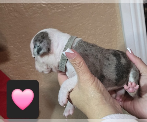 Medium Photo #11  Breeder Profile in SANTA ANA, CA, USA