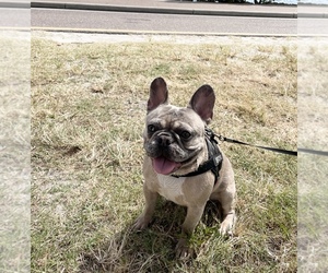 Main photo of French Bulldog Dog Breeder near TAMPA, FL, USA