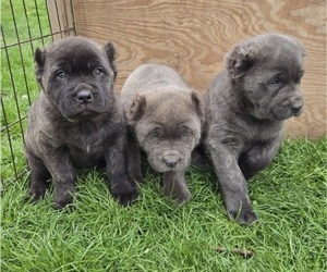 Cane Corso Dog Breeder near NAPPANEE, IN, USA