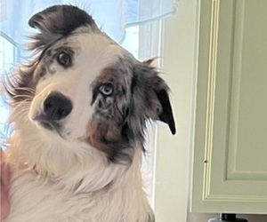 Border-Aussie Dog Breeder near SILVER CREEK, NY, USA