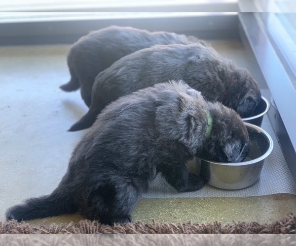 Medium Photo #93  Breeder Profile in PINON HILLS, CA, USA