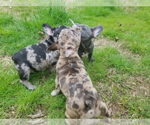 Medium Photo #1  Breeder Profile in CHATTANOOGA, TN, USA