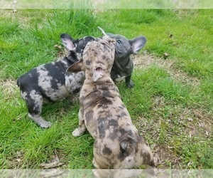 French Bulldog Dog Breeder near CHATTANOOGA, TN, USA