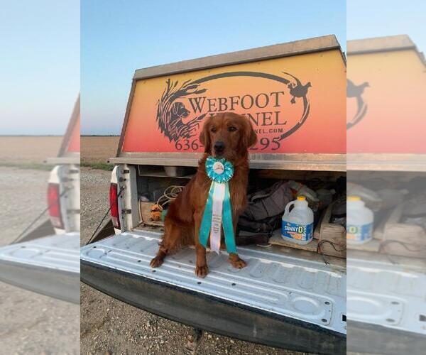 Medium Photo #20  Breeder Profile in KIMBALL, MN, USA