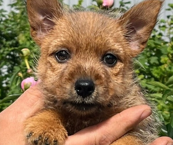 Medium Photo #1  Breeder Profile in DELAWARE, OH, USA