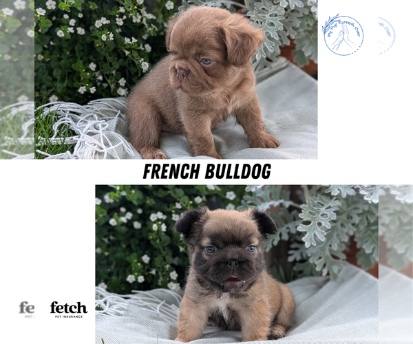 Medium Photo #10  Breeder Profile in GOSHEN, IN, USA