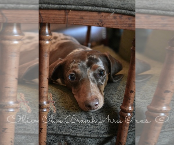Medium Photo #5  Breeder Profile in DELANO, TN, USA