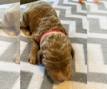 Small Photo #10  Breeder Profile in FRIENDSWOOD, TX, USA