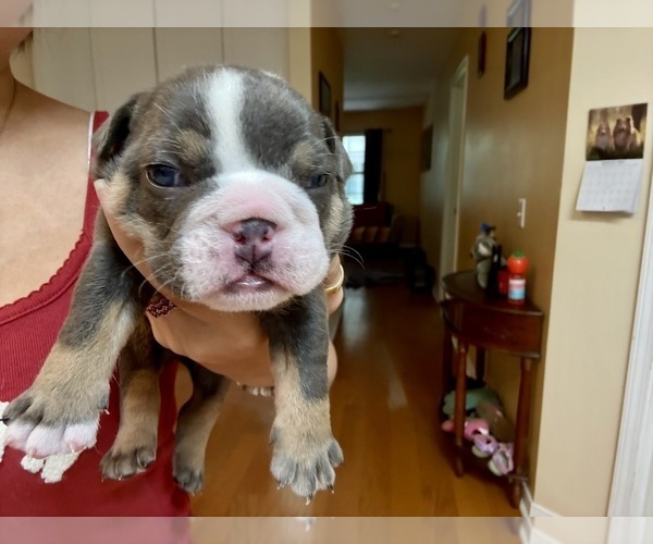 Medium Photo #7  Breeder Profile in PACE, FL, USA