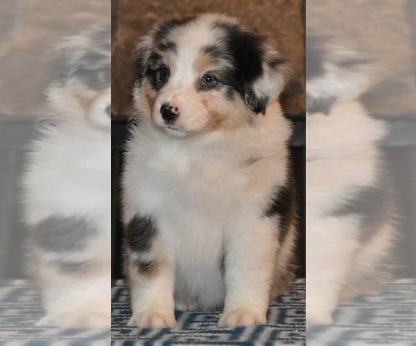 Medium Photo #1  Breeder Profile in CHADDS FORD, PA, USA