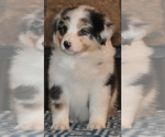 Small breeder photo