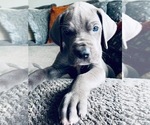 Small breeder photo