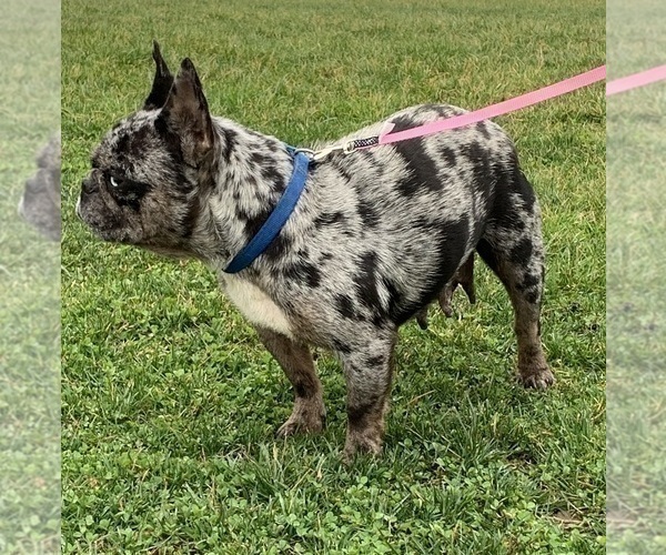 Medium Photo #3  Breeder Profile in ROCK STREAM, NY, USA