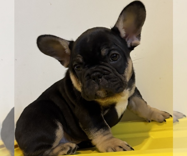 Medium Photo #8  Breeder Profile in GREENVILLE, SC, USA