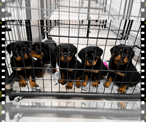 Medium Photo #8  Breeder Profile in BONAPARTE, IA, USA
