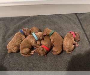 Goldendoodle (Miniature) Dog Breeder near WHITTIER, CA, USA