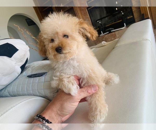 Medium Photo #8  Breeder Profile in VICTORVILLE, CA, USA