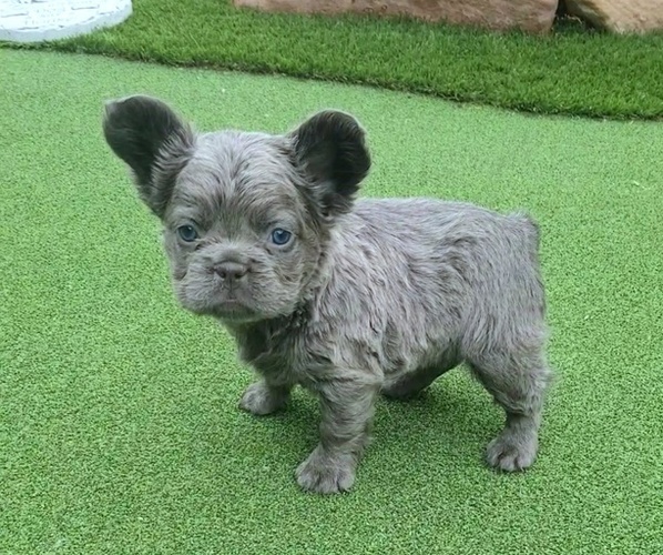 Medium Photo #41  Breeder Profile in LAS VEGAS, NV, USA