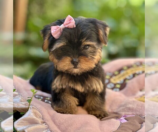 Medium Photo #14  Breeder Profile in TEMPE, AZ, USA