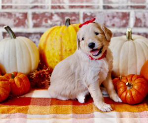 Goldendoodle Dog Breeder near RED OAK, TX, USA