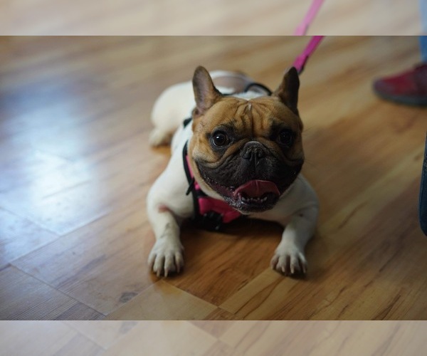 Medium Photo #1  Breeder Profile in GRANTS PASS, OR, USA