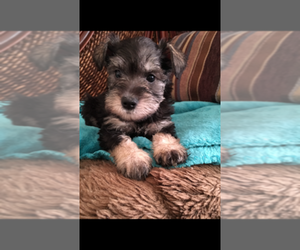 Main photo of Schnauzer (Miniature) Dog Breeder near AURORA, IL, USA