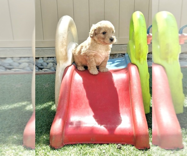 Medium Photo #63  Breeder Profile in BAKERSFIELD, CA, USA