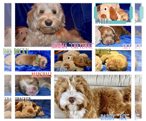 Medium Photo #1  Breeder Profile in SUN CITY, AZ, USA