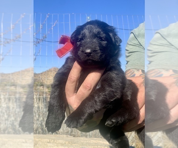 Medium Photo #42  Breeder Profile in PINON HILLS, CA, USA