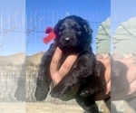 Small #41 Breeder Profile image