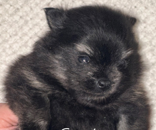 Medium Photo #3  Breeder Profile in ANDALUSIA, AL, USA