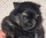 Small #2 Breeder Profile image